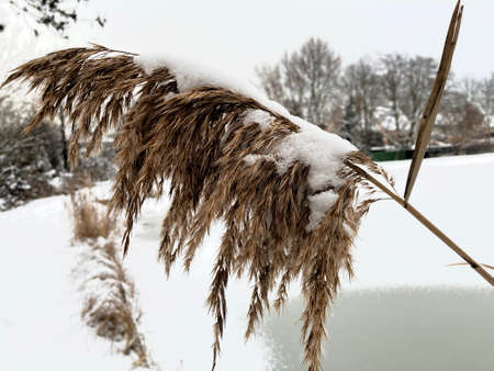 Dry grass in the snow in winterの写真素材