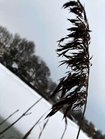 Dry grass in the snow in winterの写真素材