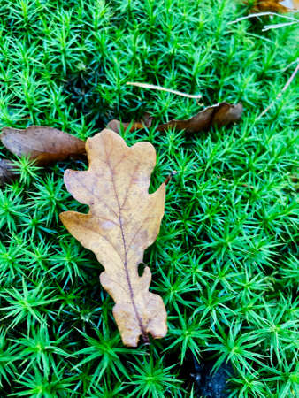 Close-up on a dry oak leaf on green moss in the forestの写真素材