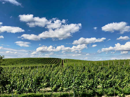 View of the vineyard on a background of fairytale blue sky with cloudsの写真素材