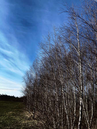 Trees on a background of blue sky in early springの写真素材