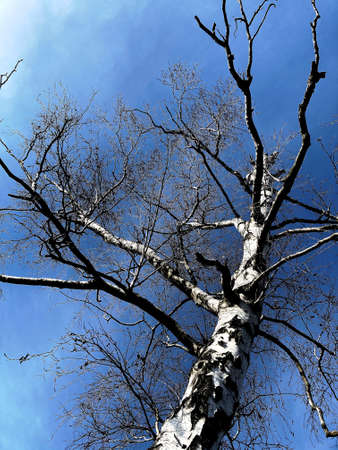 Trees on a background of blue sky in early springの写真素材