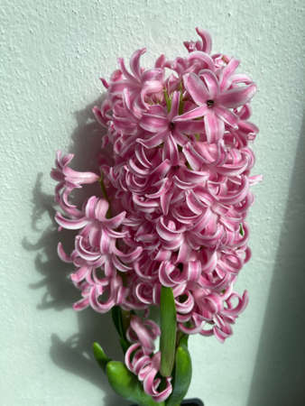 Blooming Hyacinth Hyacinthus pink pearl spring flower on a white wall backgroundの写真素材