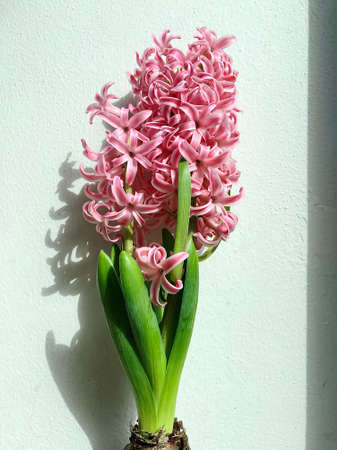 Blooming Hyacinth Hyacinthus pink pearl spring flower on a white wall backgroundの写真素材