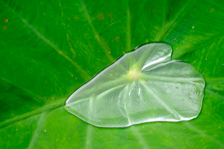 Water on a lotus leafの写真素材
