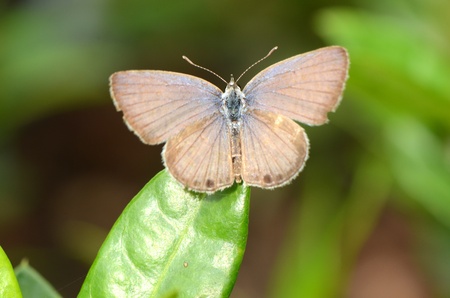 Butterflies, butterfly park in Thailand