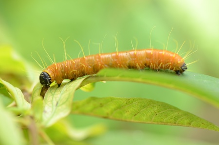 It is one of Thailand's insect larvaeの写真素材