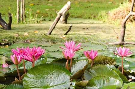 Pink lilies in a pond  in Thailandの写真素材