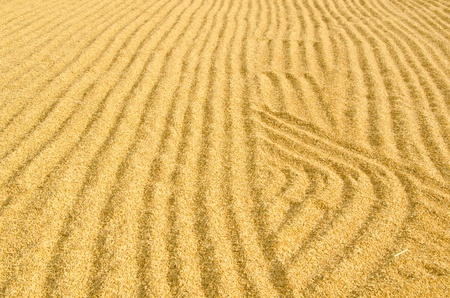Dry the grain to dryの写真素材