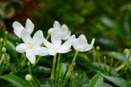 Flowersの写真素材