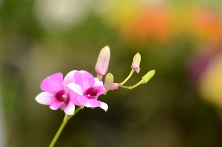Flowersの写真素材