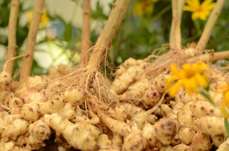 jerusalem artichokeの写真素材