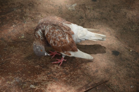 doveの写真素材