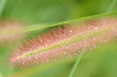 Grassの写真素材