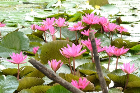 Lotus flowersの写真素材