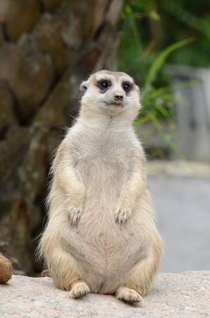 Animalsの写真素材