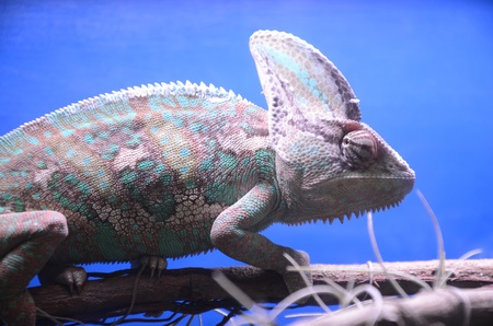 Lizards