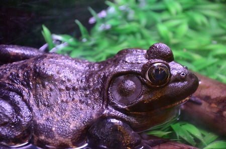 Frogsの写真素材