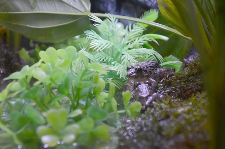 Frogsの写真素材