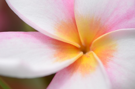 Frangipaniの写真素材