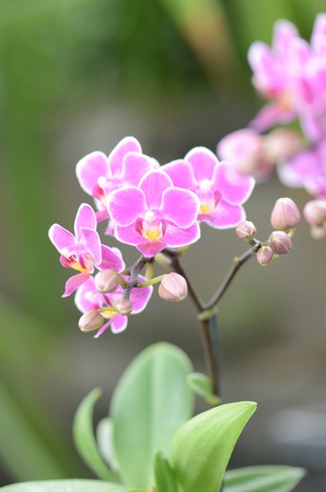 Vanda orchid is a type of mono podium.の写真素材