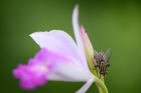 Spathoglottisの写真素材