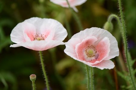 Poppy flowers that convey meaning. Veterans who sacrifice their blood to defend the motherland and loved ones ...の写真素材