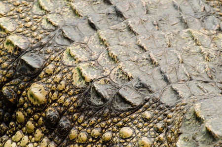 Crocodile leather 