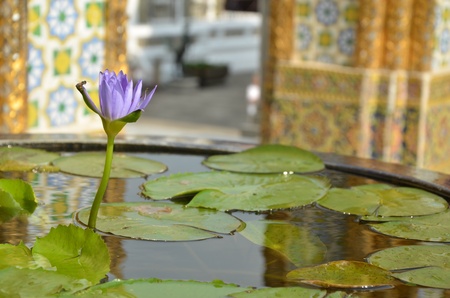 Buddha in a lotus potsの写真素材