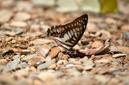 Butterfly Kaeng Krachan National Park Thailandの写真素材