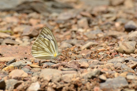 Butterfly Kaeng Krachan National Park Thailandの写真素材