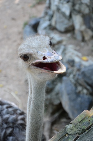 Ostrich