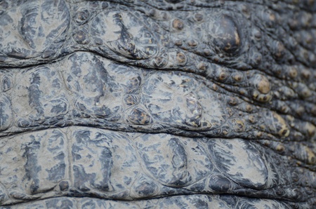 Crocodile leather