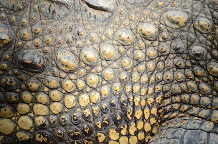 Crocodile leatherの写真素材