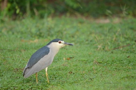 Nycticorax nycticoraxの写真素材