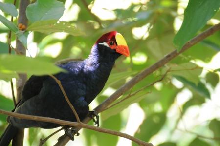 Purple Swamphen Island branchesの写真素材