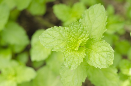 Lemon balm Metha cordifolia Opiz の写真素材