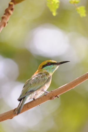 Green Bee Eaterの写真素材