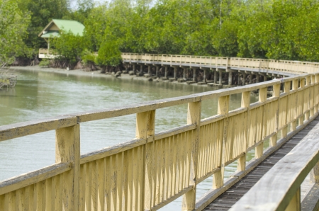 Wood bridgeの写真素材