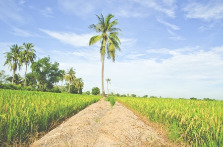 Thai rice の写真素材