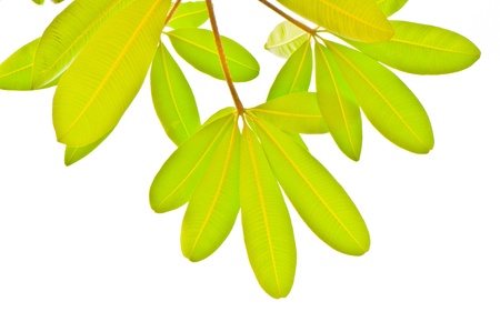 Leaves on a white background 