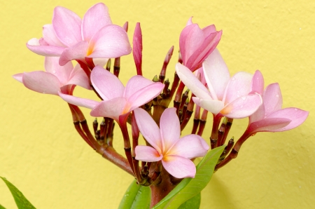 pink plumeria flowersの写真素材