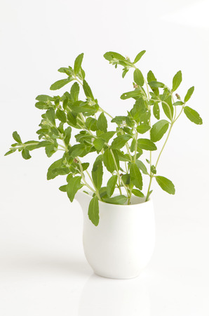 Stevia rebaudiana Bertoni trees.の写真素材