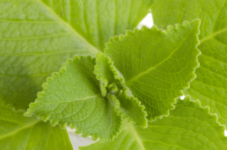 Country Borage, Indian Borage, Coleus amboinicus Lour (Plectranthus amboinicus (Lour.)) Herbs with...