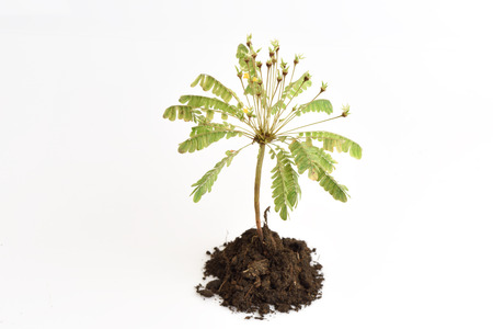 Biophytum sensitivum on whiteの写真素材