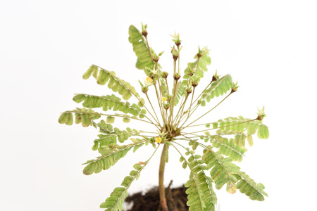 Biophytum sensitivum on whiteの写真素材