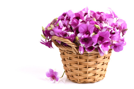 pink orchidの写真素材