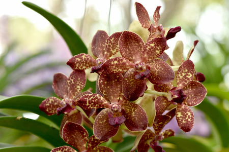 Vanda Brown Orchid Hybridsの写真素材