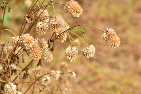 Blurred flowers, useful for background.の写真素材