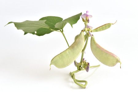 Hyacinth bean on white backgroundの写真素材